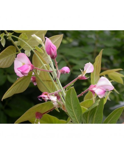 Wisteria brachybotrys 'Showa Beni' - glycine