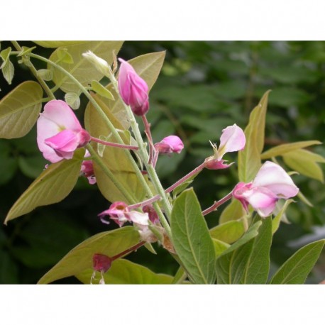 Wisteria brachybotrys 'Showa Beni' - glycine