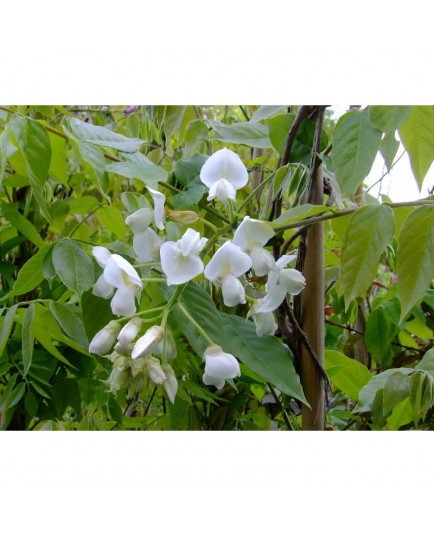 Wisteria brachybotrys 'White Silk' - glycine