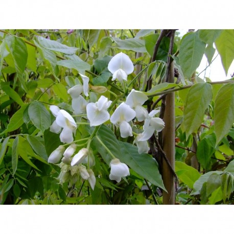 Wisteria brachybotrys 'White Silk' - glycine