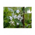 Wisteria brachybotrys 'White Silk' - glycine