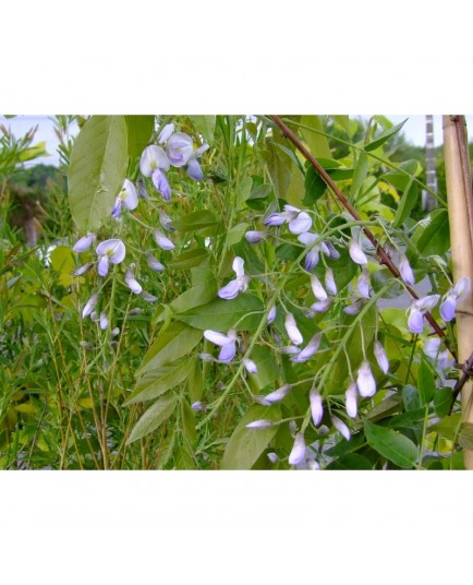 Wisteria floribunda 'Eranthema' - glycine du Japon