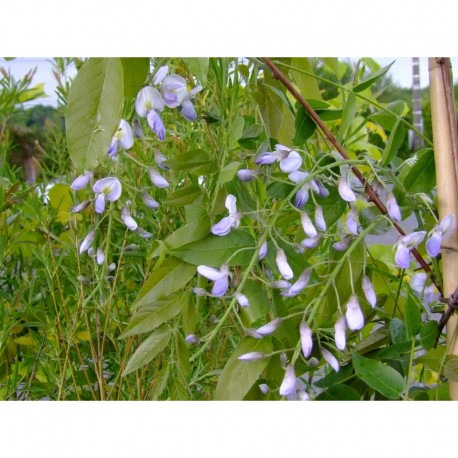 Wisteria floribunda 'Eranthema' - glycine du Japon
