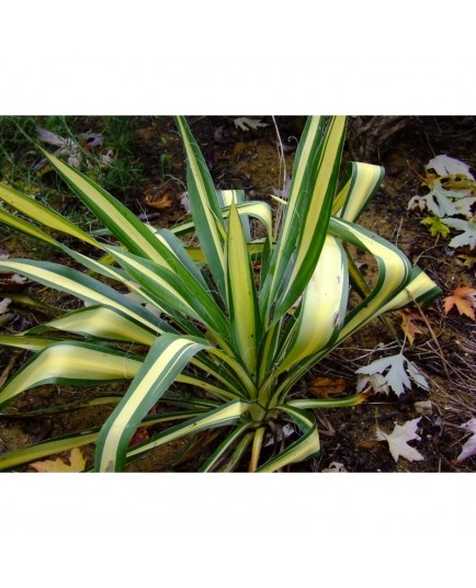 Yucca filamentosa 'Color Guard'