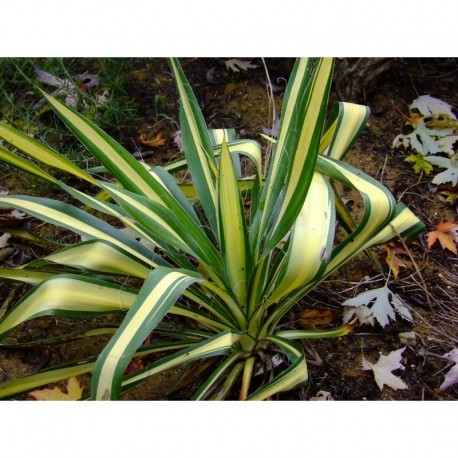 Yucca filamentosa 'Color Guard'