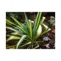 Yucca filamentosa 'Color Guard'