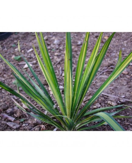 Yucca filamentosa 'Variegata'