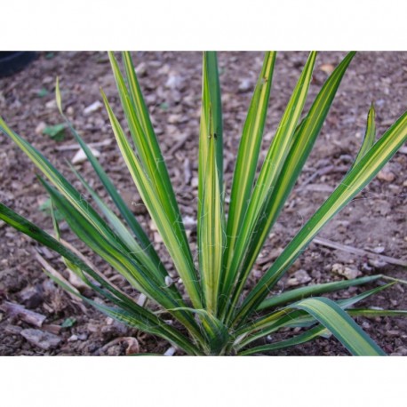 Yucca filamentosa 'Variegata'