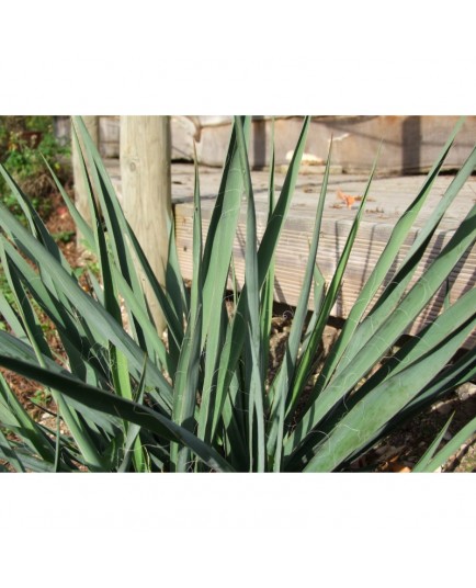 Yucca filamentosa -Yucca, Palm lily