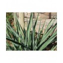 Yucca filamentosa -Yucca, Palm lily