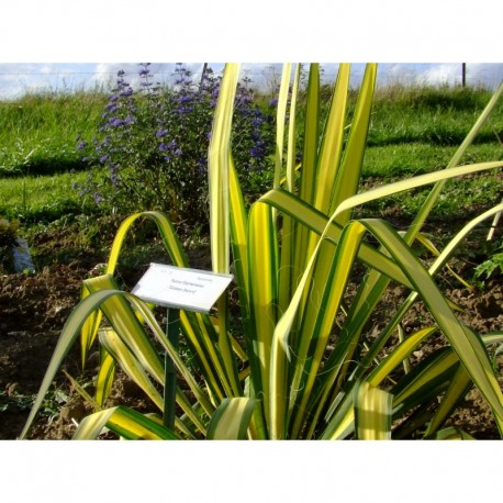 Yucca flaccida 'Golden Sword'