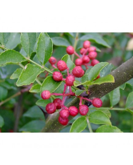 Zanthoxylum simulans - clavalier, poivre du Sichuan, poivrier chinois