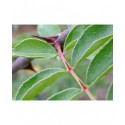 Zanthoxylum simulans - clavalier, poivre du Sichuan, poivrier chinois