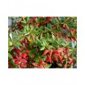 Berberis frikartii x 'Amstelveen'