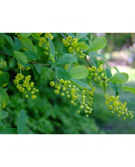 Berberis koreana ' Red Tears'- épine vinette de Corée