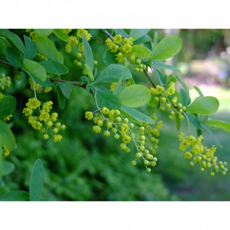 Berberis koreana ' Red Tears'- épine vinette de Corée