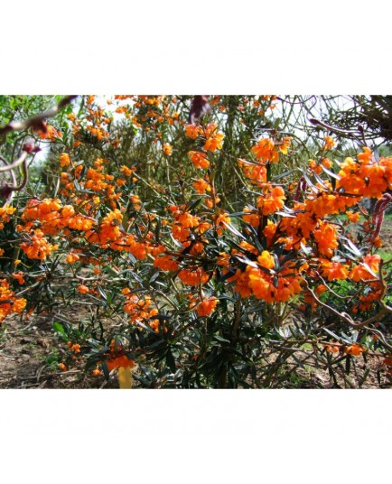 Berberis linearifolia 'Orange King' - Epine Vinette