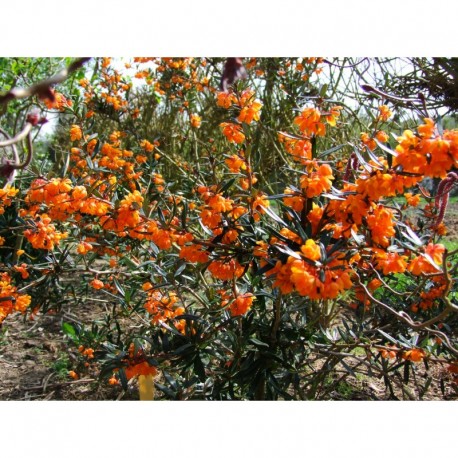 Berberis linearifolia 'Orange King' - Epine Vinette