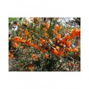 Berberis linearifolia 'Orange King' - Epine Vinette