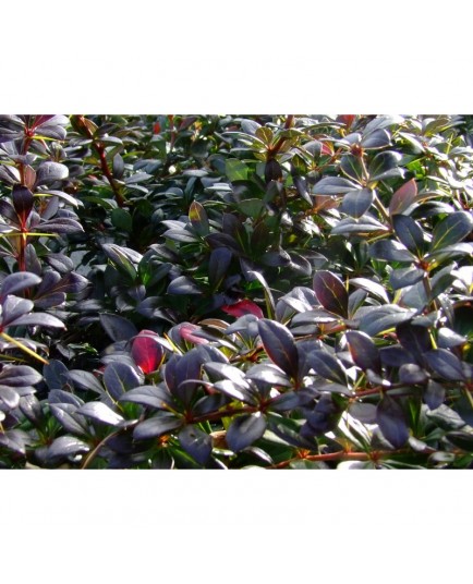 Berberis media x 'Red Jewel' - Epine Vinette