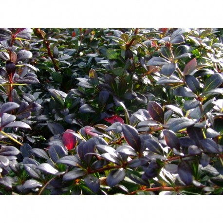 Berberis media x 'Red Jewel' - Epine Vinette