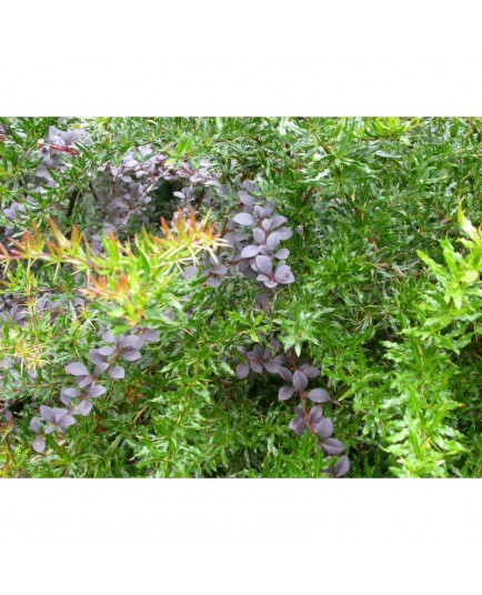 Berberis ottawensis x 'Auricoma' - Epine Vinette pourpre