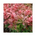 Berberis thunbergii 'Admiration'® - berberis, épine-vinettes, vinetiers,épines vinettes,
