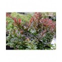 Berberis thunbergii 'Atropurpurea Nana' - Epine Vinette pourpre naine