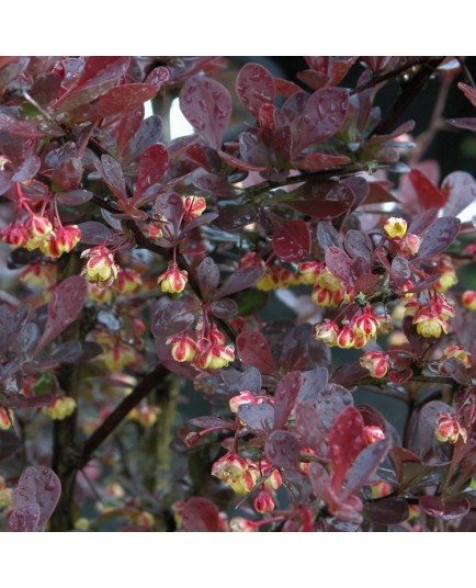 Berberis thunbergii 'Atropurpurea' - épines vinettes,berberis, épine-vinettes, vinetiers,