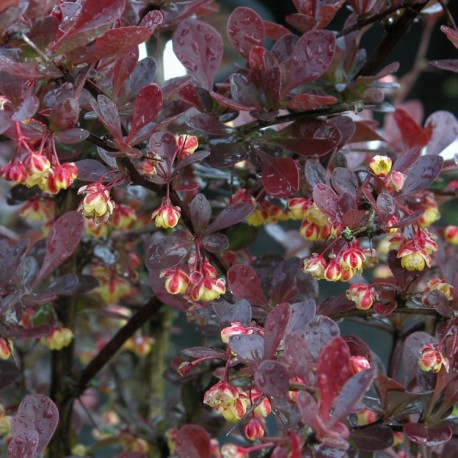 Berberis thunbergii 'Atropurpurea' - épines vinettes,berberis, épine-vinettes, vinetiers,