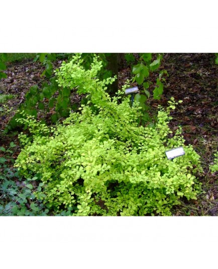 Berberis thunbergii 'Aurea Beauty' - Epine Vinette, berberis doré