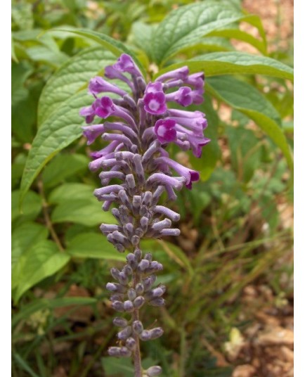 Buddleja lindleyana - buddleia, arbres aux papillons,