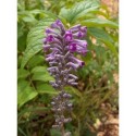 Buddleja lindleyana - buddleia, arbres aux papillons,