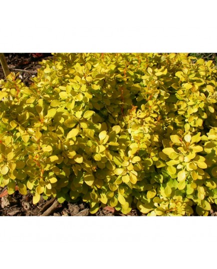 Berberis thunbergii 'Bonanza Gold' - berberis, épine-vinettes, vinetiers,épines vinettes,