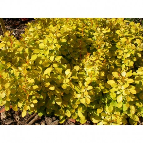 Berberis thunbergii 'Bonanza Gold' - berberis, épine-vinettes, vinetiers,épines vinettes,