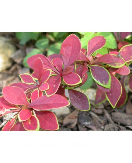 Berberis thunbergii 'Coronita' - berberis pourpre