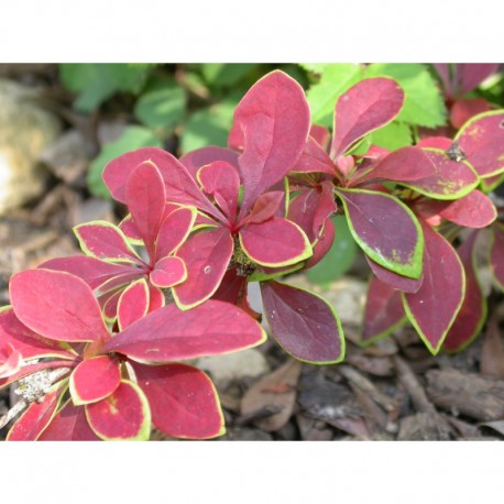 Berberis thunbergii 'Coronita' - berberis pourpre