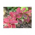 Berberis thunbergii 'Coronita' - berberis pourpre