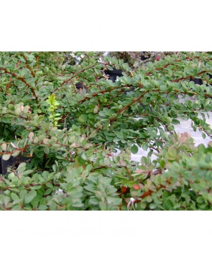 Berberis thunbergii 'Green Carpet' - Berberis rampant