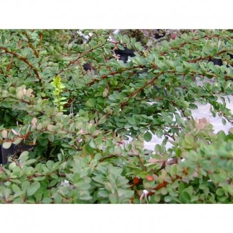 Berberis thunbergii 'Green Carpet' - Berberis rampant