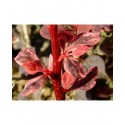 Berberis thunbergii 'Harlequin' - Epine Vinette à feuille panachée