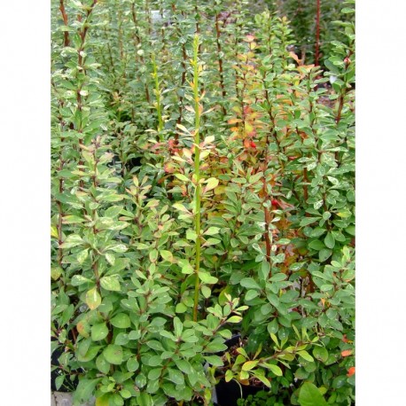 Berberis thunbergii 'Pow wow' - berberis, épine vinette