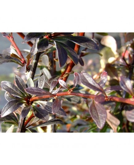 Berberis thunbergii 'Red Chief' - Epine Vinette