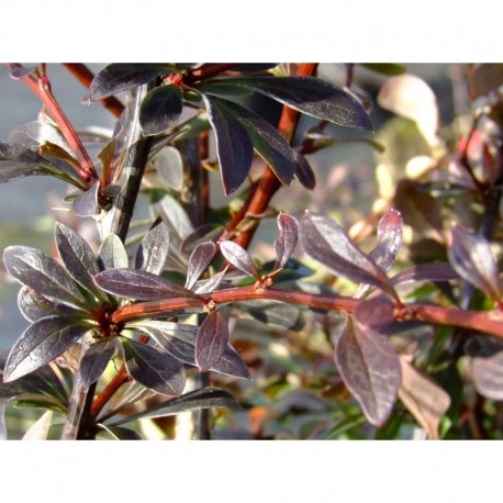 Berberis thunbergii 'Red Chief' - Epine Vinette