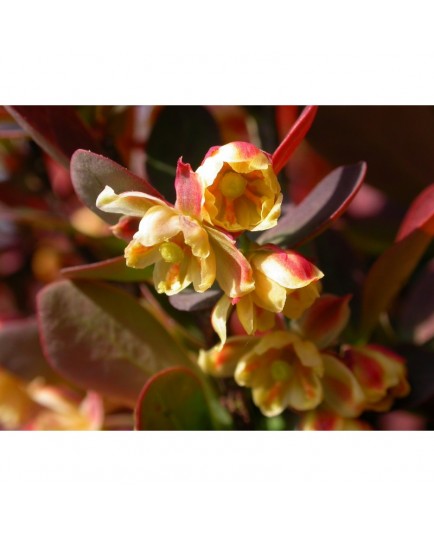 Berberis thunbergii 'Red Rocket' - Epine Vinette