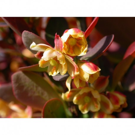 Berberis thunbergii 'Red Rocket' - Epine Vinette