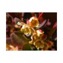 Berberis thunbergii 'Red Rocket' - Epine Vinette