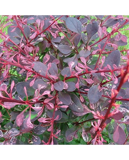 Berberis thunbergii 'Rose Glow' - berberis, épine-vinettes, épines vinettes, vinetiers,