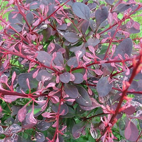 Berberis thunbergii 'Rose Glow' - berberis, épine-vinettes, épines vinettes, vinetiers,