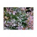 Berberis thunbergii 'Rose Glow' - berberis, épine-vinettes, épines vinettes, vinetiers,
